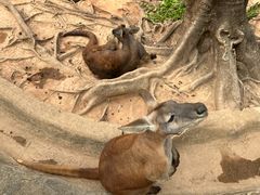 -深圳野生动物园