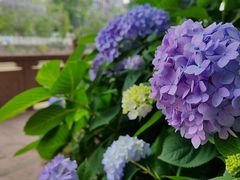 -成都市活水公园