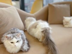 -怪兽屋·羊驼·猫咖·狗咖(俊华广场店)