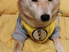 -逗柴咖啡屋·狗咖猫咖宠物桌游