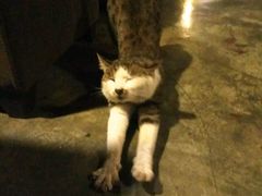 -阿西土陶牦牛汤锅