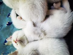 -天使宠物医院·犬猫分诊(彩虹店)