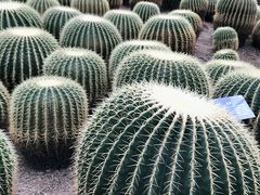 -南山植物园
