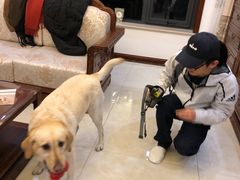 -多乐狗狗宠物训练工作室