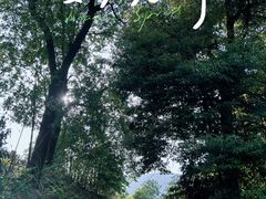 -南山植物园