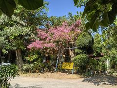 -中国科学院西双版纳热带植物园