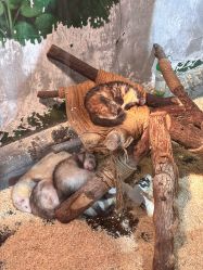 -Zoolung Zoolung动物主题公园(海信广场店)