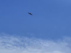 -绿城千岛湖喜来登度假酒店