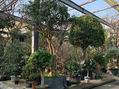 -金科花卉市场