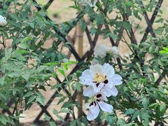 -黑龙江省森林植物园