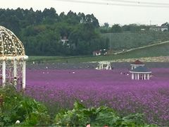 -紫颐香薰山谷景区