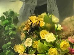 -上海昆虫博物馆