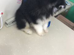 -佳雯宠物医院(四明中路分院)