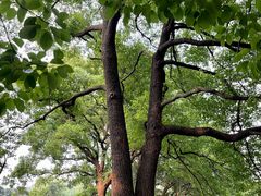 -上海共青森林公园