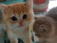 -糯米喵星人总部直营旗舰店·猫舍·幼猫出售