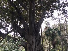 -墨尔本皇家植物园