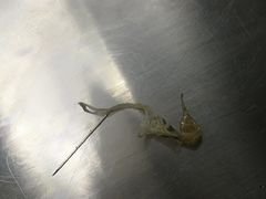 -瑞鹏瑞爱宠物医院·全科·猫科·血液透析中心(龙头寺店)
