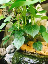 老黑造型-老黑造型