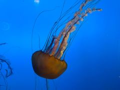 -太平洋海底世界