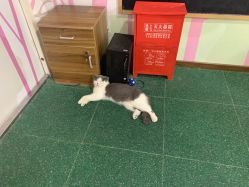 点击看大图 -七巧国萌宠乐园(龙湖天街店)