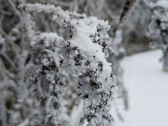 -武陵山森林公园