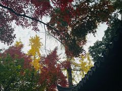 -秋霞圃