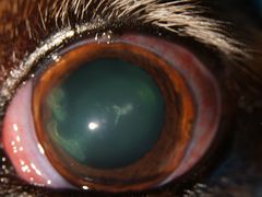 -爱侣宠医·鹦鹉专科·小型哺乳类·异宠专科(灵石路店)