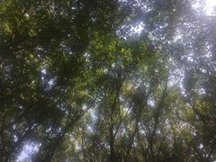 -大湾区中央湿地公园
