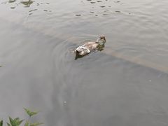 -黄兴公园