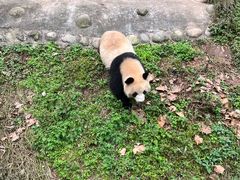 -都江堰中华大熊猫苑