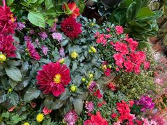 -双季花艺园艺市场(浦东店)
