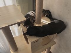 -宠爱国际动物医院· 猫科· 外科·中兽医(长白店)