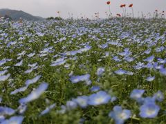 -径山花海
