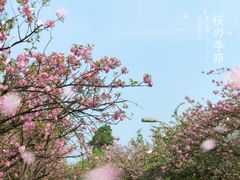 -南山植物园