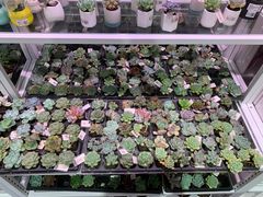 -KKV(深圳宏发大仟里店)