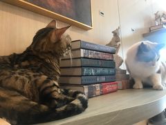 -飞行喵MR PILOT|猫舍·猫咖(静安大融城店)