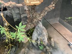 -大榕树下顺德菜(融创茂店)