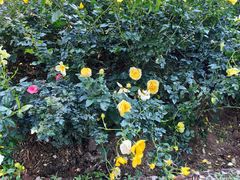 -人民公园(罗湖区)