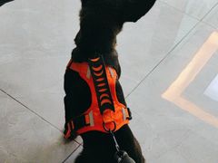 -瑞派宠物医院(搏威敦和院)