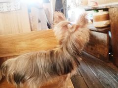 -春风十里咖啡馆