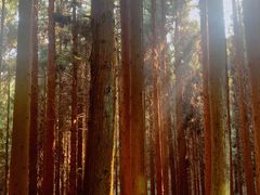 -武陵山森林公园