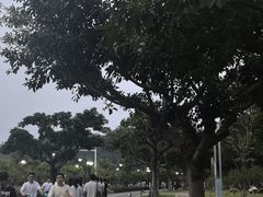 -野狸岛
