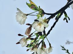 -武汉大学-樱园