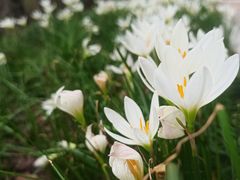 -广东花都湖国家湿地公园