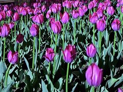 -长春公园(普阳街道)