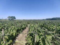 -汉长安城未央宫国家考古遗址公园