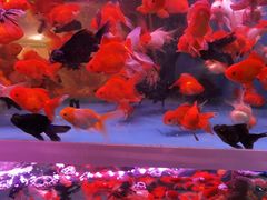 -双季花艺园艺市场(浦东店)