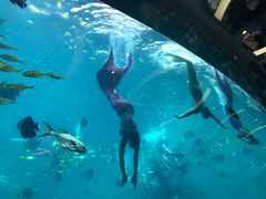 -瑞德姆美人鱼海底演艺主题餐厅(亚龙湾店)