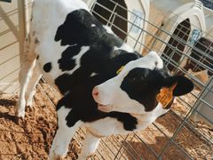 -君乐宝优致牧场