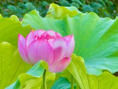 -陈家山荷花公园